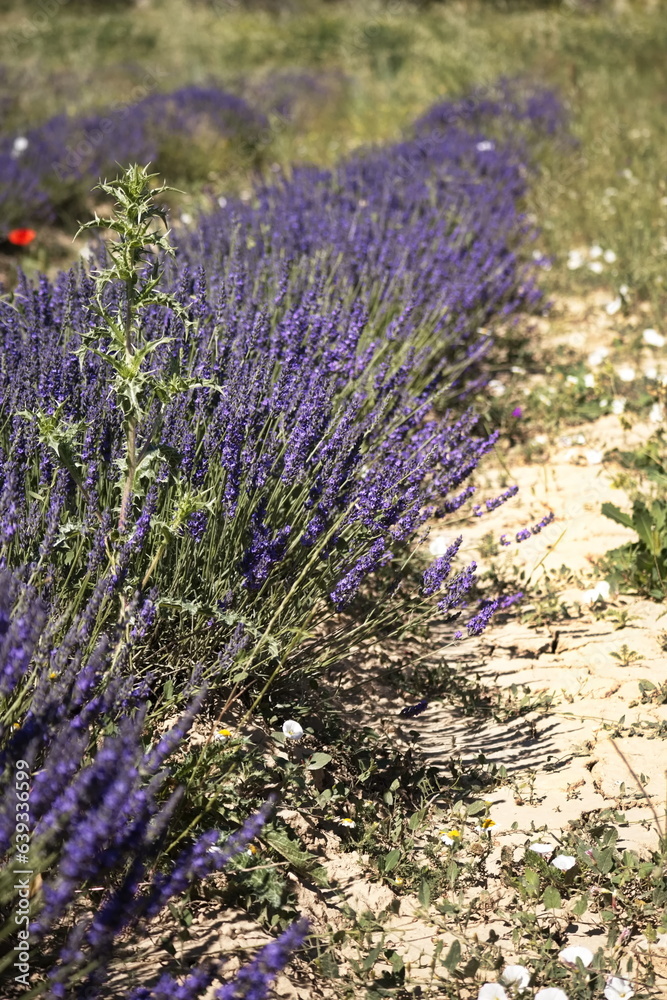 Obraz premium Landscape of beautiful lavender fields in the province of Murcia