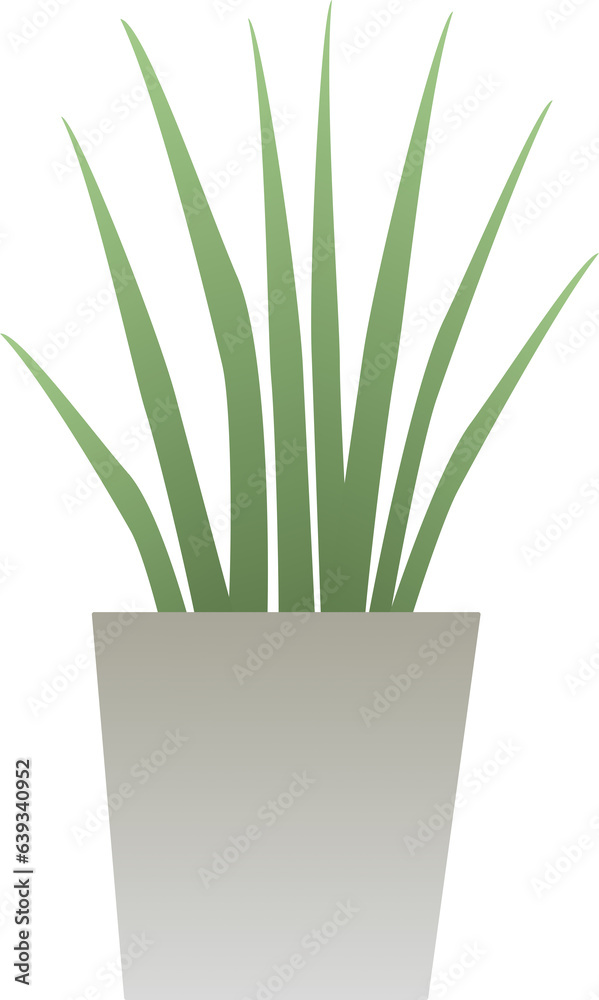 Aloe vera indoor plant Aloe vera indoor plant