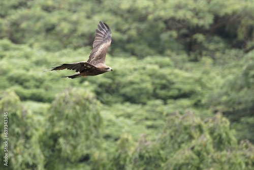 Black kite in flight © pushpasen