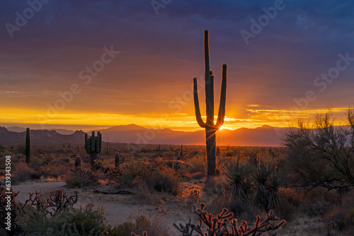 Sunrays Behind Sagauro Cactus At Sunrise Time In Arizona