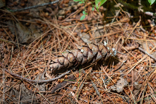 Pine cones on the forest floor in an Ontario Provincial Park