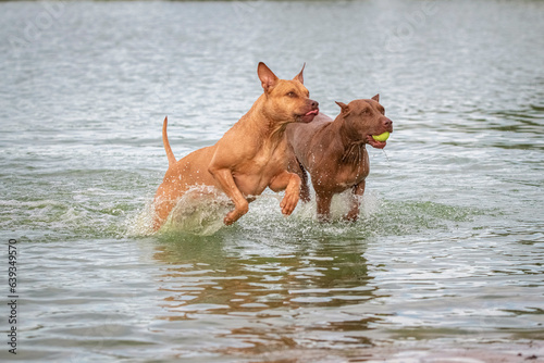 A beautiful purebred pit bull terrier is playing in the river.
