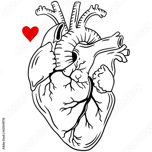 Realistic heart icon isolated on white background. Vector logo of a medical heart. Linear art of people heart. Human heart. Vector illustration.