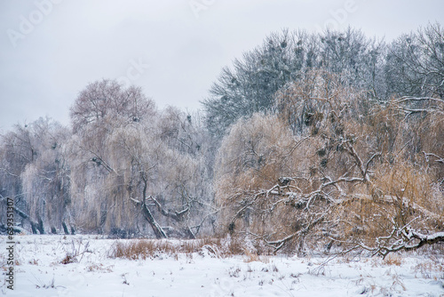 Wallpaper Mural Trees covered with hoarfrost in a winter snowy park Torontodigital.ca