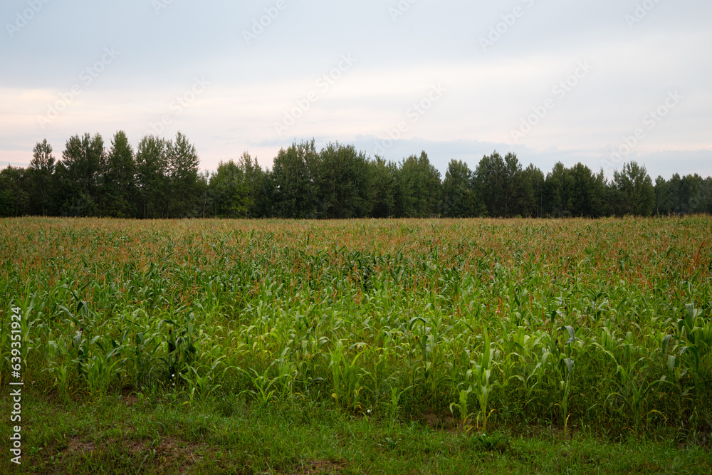cornfield on a summer day