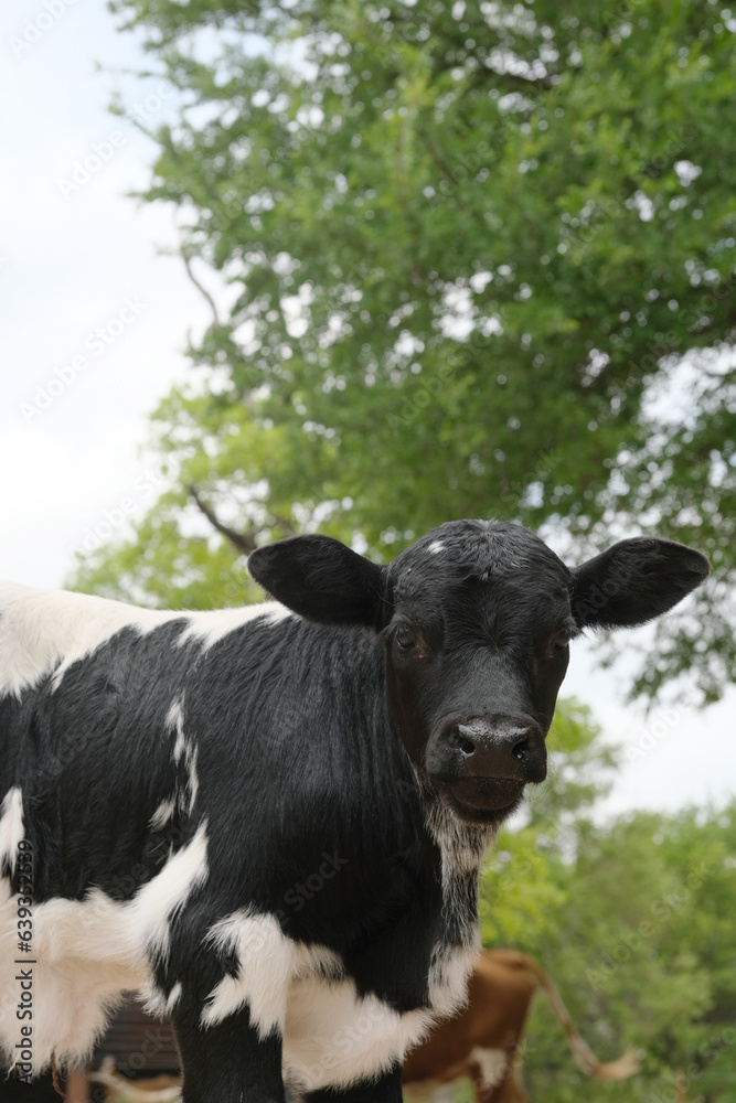 Bull calf on Texas farm closeup during summer, with spots.