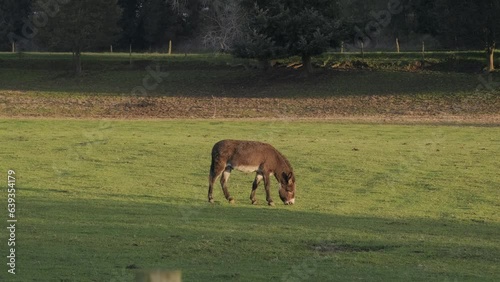 A brown donkey eating grass in a meadow at the golden hour.  Wide view.