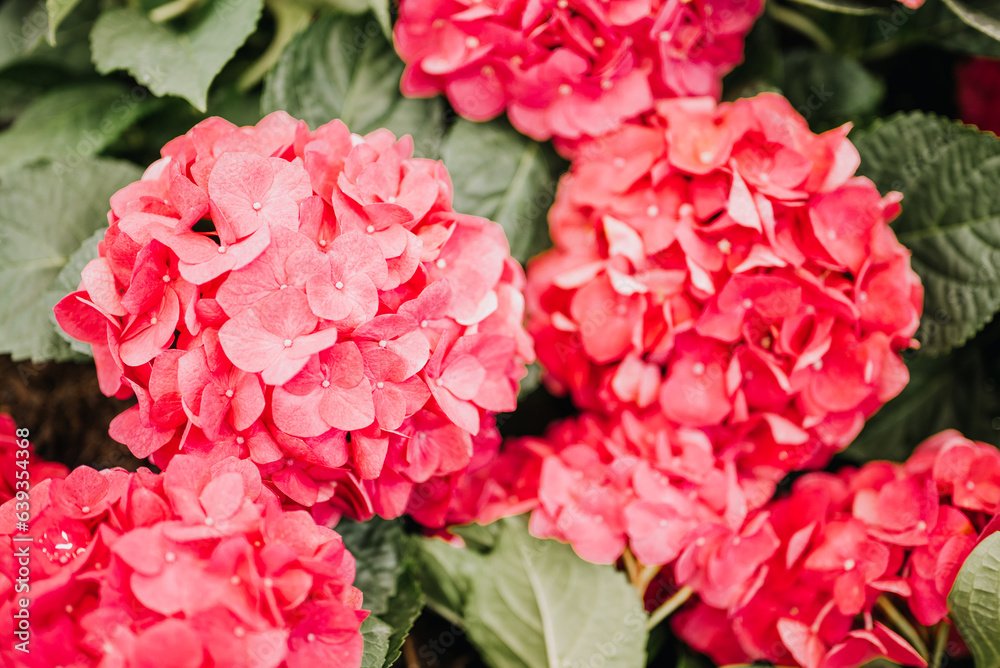 Pink hydrangea flowers