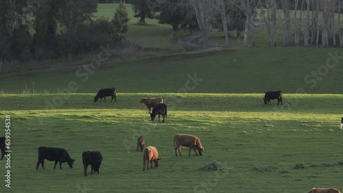 A group of cows eating grass in a meadow at the golden hour.  Wide view.