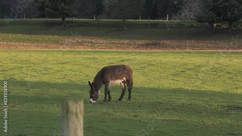 A brown donkey walking and eating grass in a meadow at the golden hour. Wide view.