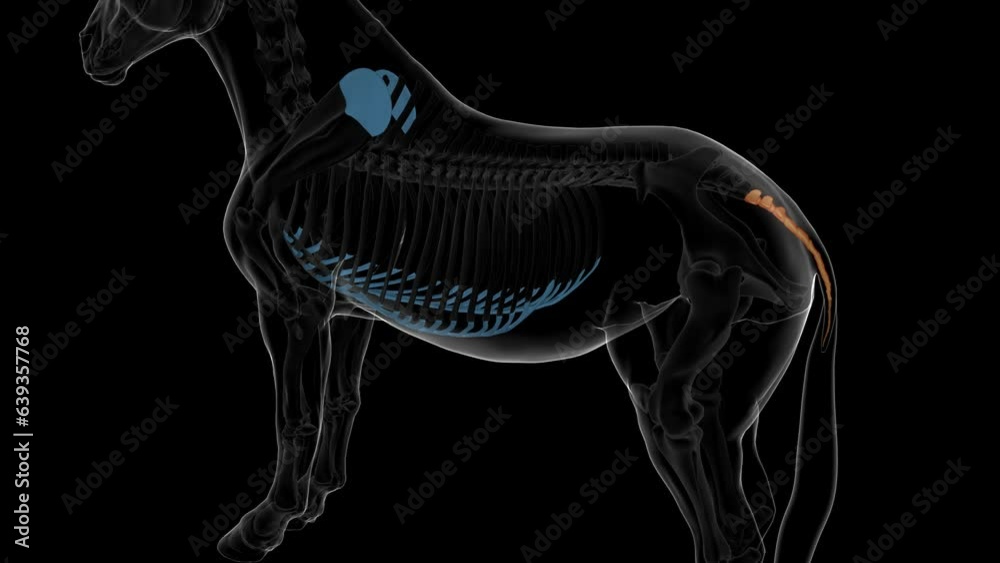 caudal vertebrae bone horse skeleton anatomy for medical concept 3D rendering caudal vertebrae bone horse skeleton anatomy for medical concept 3D rendering