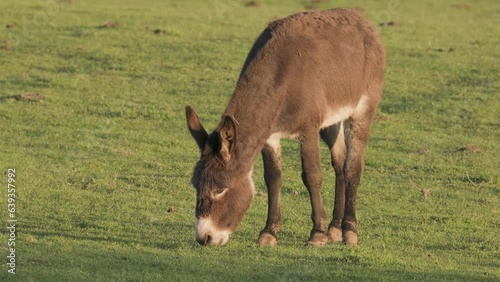 A brown donkey walking and eating grass in a meadow at the golden hour.
