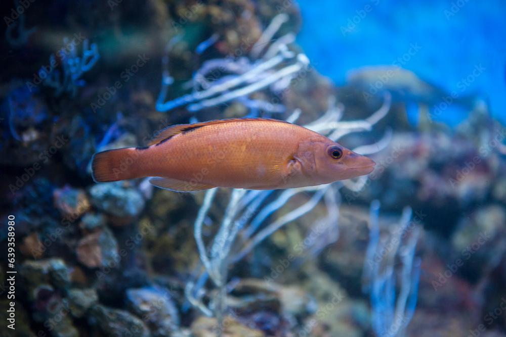 Cuckoo wrasse female or labrus mixtus
