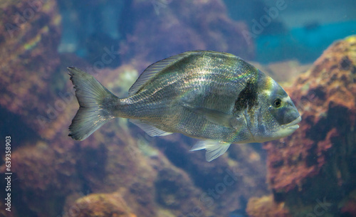 Gilt-head bream or Sparus aurata photo