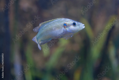 Bilde på lerret Cuckoo wrasse or labrus mixtus