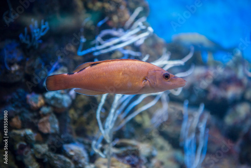 Obraz na płótnie Cuckoo wrasse female or labrus mixtus w salonie