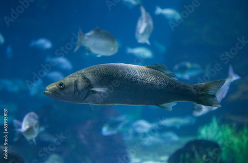 European seabass or dicentrarchus labrax photo