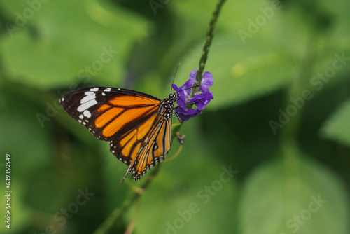 butterfly on flower HD
