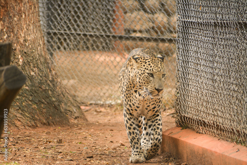 leopard in the zoo