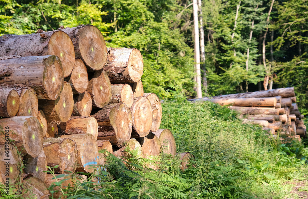 Zwei große Stapel frisch gefällter Baumstämme in einem Wald, selektiver Fokus, viel Copy Space Zwei große Stapel frisch gefällter Baumstämme in einem Wald, selektiver Fokus, viel Copy Space