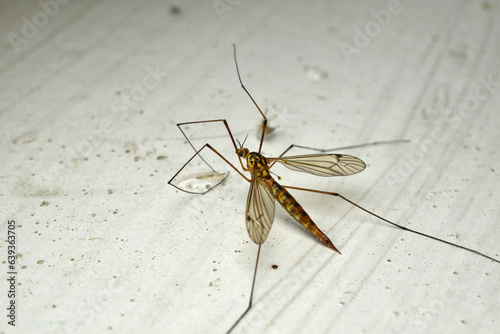 A large mosquito stands on a shiny metal bench photo
