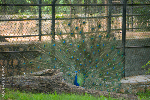 peacock in the park