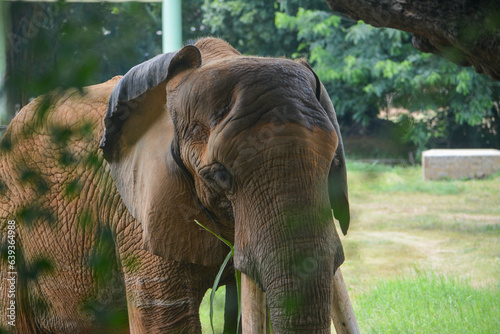 elephant eating grass