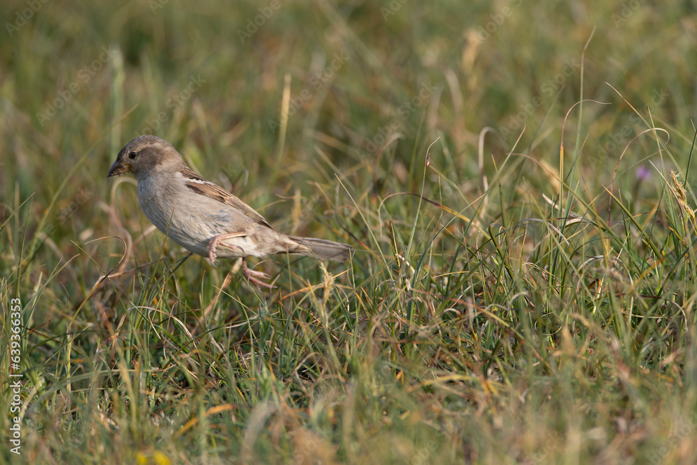 House Sparrow, Passer domesticus House Sparrow, Passer domesticus