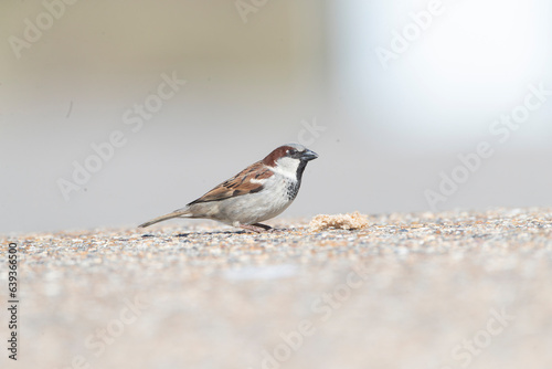 House Sparrow, Passer domesticus photo