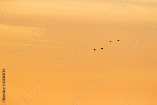Greylag Goose, Anser anser, in flight