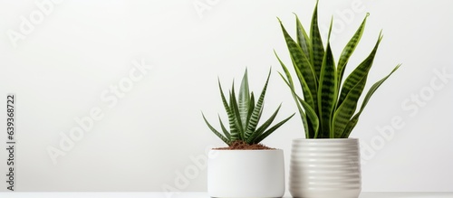 Sansevieria and crassula plants in pots on a white background with room for text