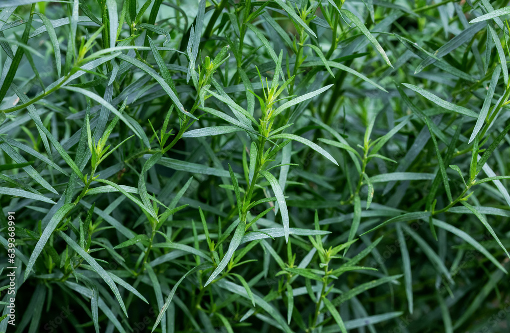 Tarragon plant growing in the garden. Growing herbs in the garden. Tarragon plant growing in the garden. Growing herbs in the garden.