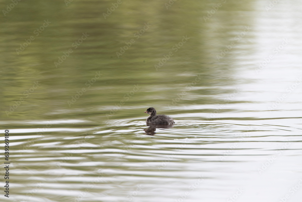 Black-necked Grebe, Podiceps nigricollis Black-necked Grebe, Podiceps nigricollis