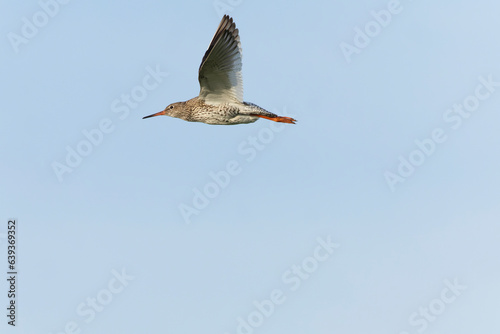 Common Redshank, Tringa totanus