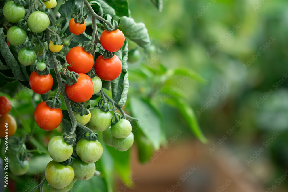 Red and green cherry tomatoes hang on a branch in a greenhouse.