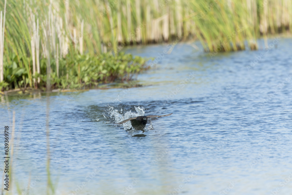 Little Grebe, Tachybaptus ruficollis Little Grebe, Tachybaptus ruficollis