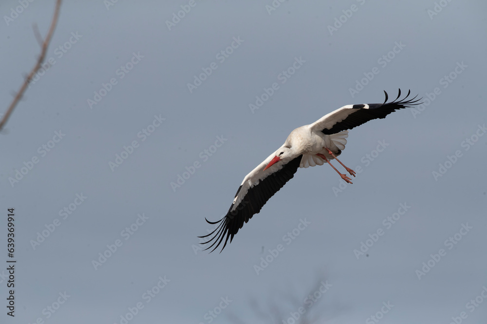 Obraz premium White Stork, Ciconia ciconia