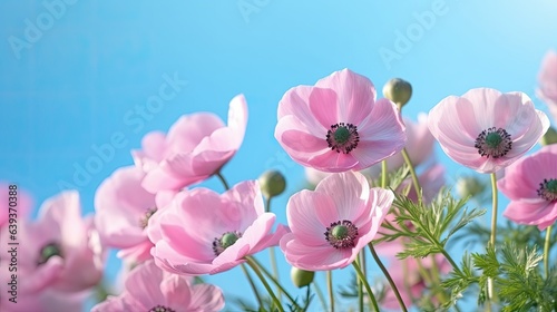 Pink anemone flowers blooming on blue sky background. Soft focus