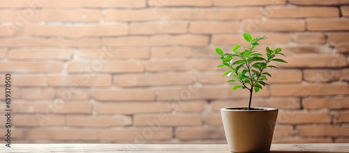 A small tree in a green cup on a wooden table next to a beige brick wall