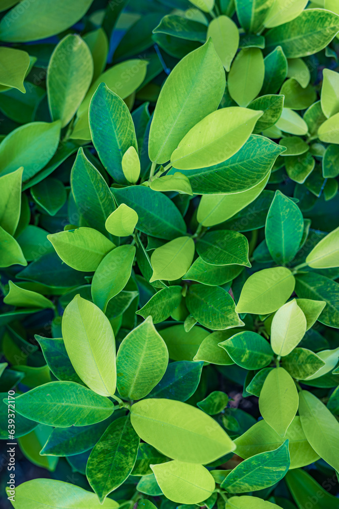 Obraz premium Green leaves background. Fresh tropical Green leaves panoramic wallpaper. Calm peaceful serene greenery lush foliage. Summer plants texture abstract nature pattern background. Spa wellbeing meditation