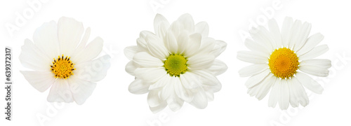 Set of different white flowers  daisy  chrysanthemum  cosmea  isolated on white or transparent background. Top view.