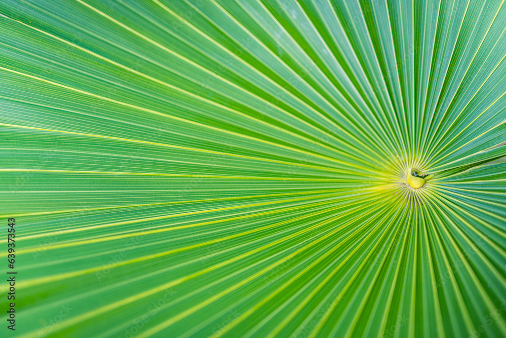 Close up of palm leaf. Beautiful abstract nature macro view, fresh green lush texture natural tropical green leaf. Exotic tropical Mediterranean summer mood, vacation vibes. Tranquil relaxing plant Close up of palm leaf. Beautiful abstract nature macro view, fresh green lush texture natural tropical green leaf. Exotic tropical Mediterranean summer mood, vacation vibes. Tranquil relaxing plant