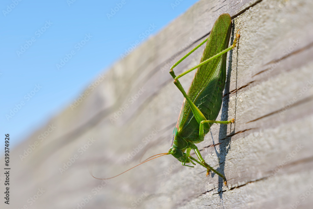 A great green saber-grasshopper or Tettigonia viridissima on a wooden beam. This species is also simply referred to as green sable locust or great green grasshopper. Image with copy space. A great green saber-grasshopper or Tettigonia viridissima on a wooden beam. This species is also simply referred to as green sable locust or great green grasshopper. Image with copy space.