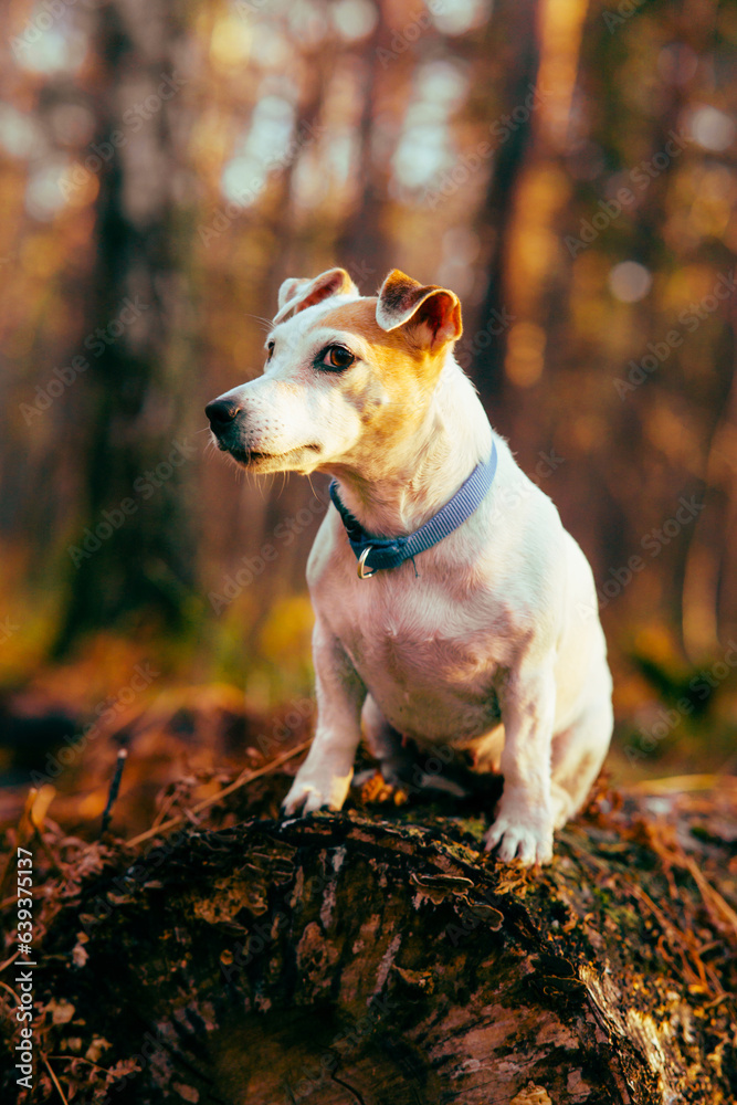 Dog Jack Russell Terrier sits on a log in the autumn forest