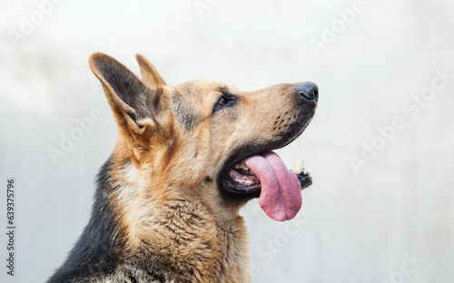 A male German shepherd bites a man by the hand. © Dimid