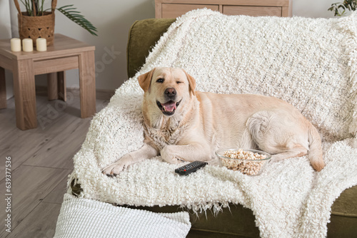 Fototapeta Naklejka Na Ścianę i Meble -  Cute Labrador dog with bucket of popcorn and TV remote lying on sofa in living room