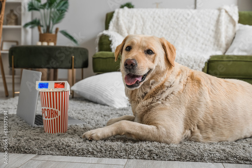 Fototapeta Naklejka Na Ścianę i Meble -  Cute Labrador dog with bucket of popcorn, laptop and 3D cinema glasses lying on carpet in living room