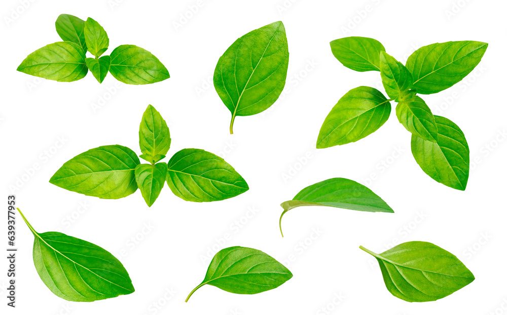 Fototapeta premium Cut out fresh green basil leaves isolated on white background. With clipping path. Spice for cooking, plant, herb, ingredient for dish. Food concept. Elements for design, mockup