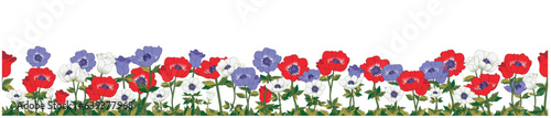  Horizontal backdrop decorated with beautiful red, white and purple blooming flowers and leaves border. Handmade seamless anemone flower design. vector illustration on transparent background © Elvis