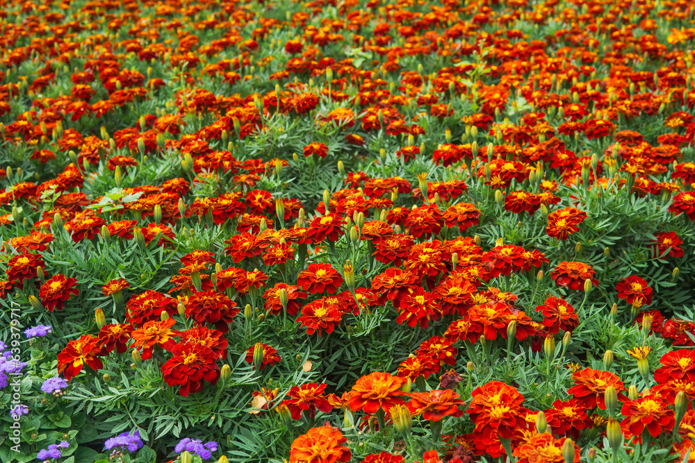 flower bed with marigolds, flower background, landscape